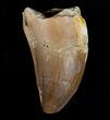 Mosasaur Tooth - Cretaceous Reptile #6524-1